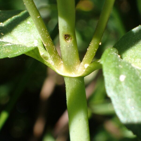 Veronica beccabunga Bark