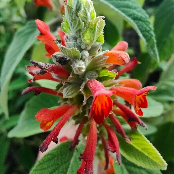 Colquhounia coccinea Flower