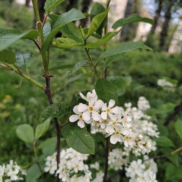 Prunus padus 花