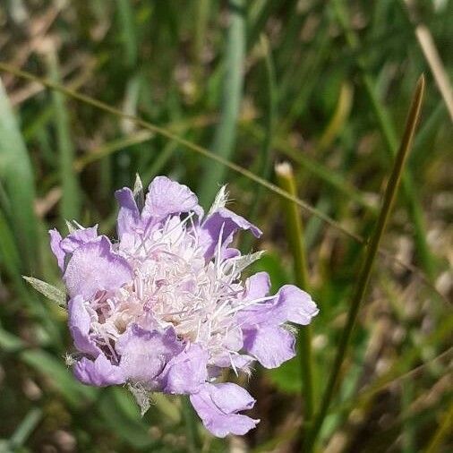 Lomelosia graminifolia Цвят