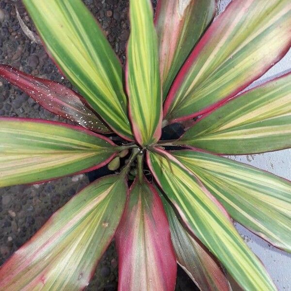 Cordyline fruticosa Folha