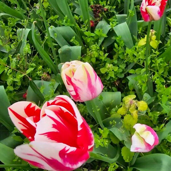 Tulipa agenensis Altro