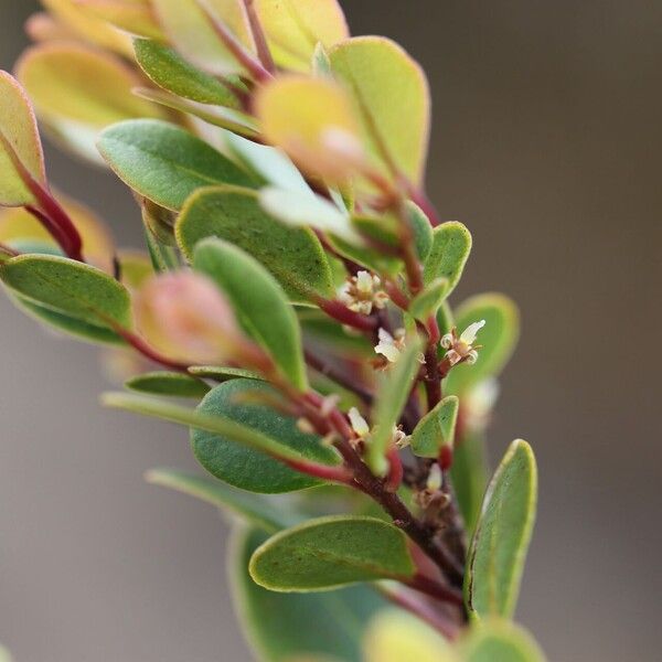 Myrsine diminuta Leaf