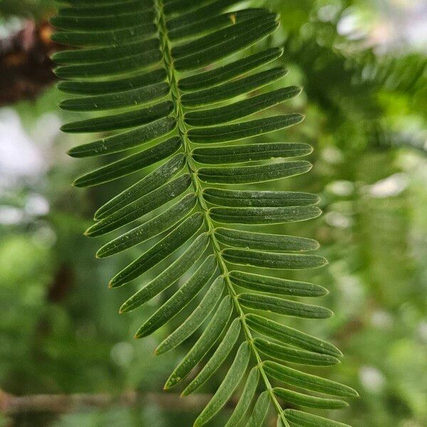 Metasequoia glyptostroboides Blatt