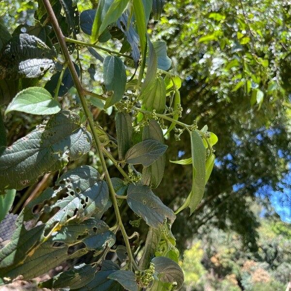 Trema micranthum Leaf