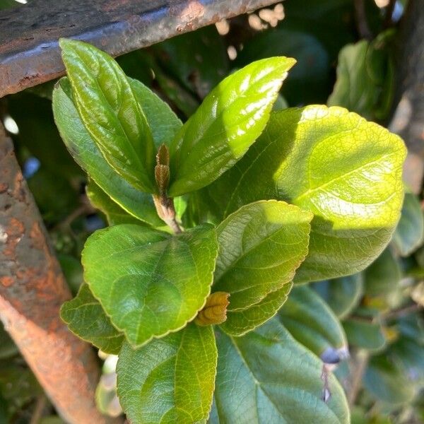 Viburnum suspensum Levél