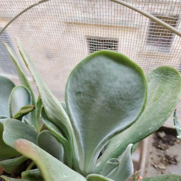 Cotyledon orbiculata Агульны выгляд