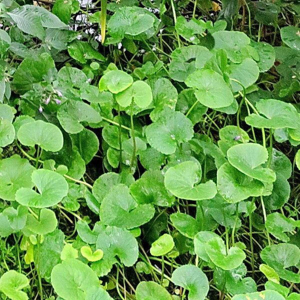 Centella asiatica Costuma