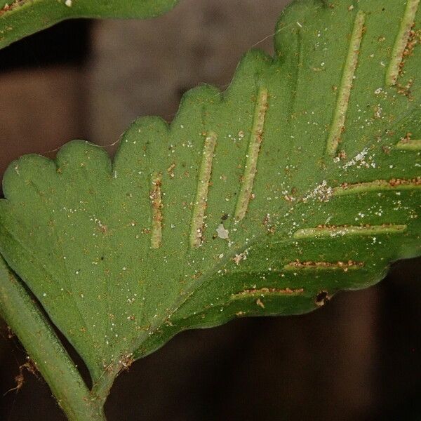 Asplenium macrophlebium Blad