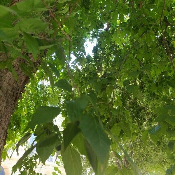 Celtis occidentalis Leaf