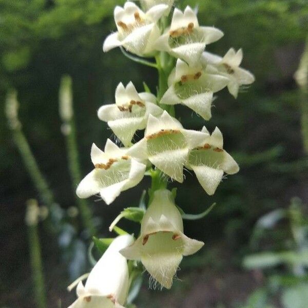 Digitalis lutea പുഷ്പം