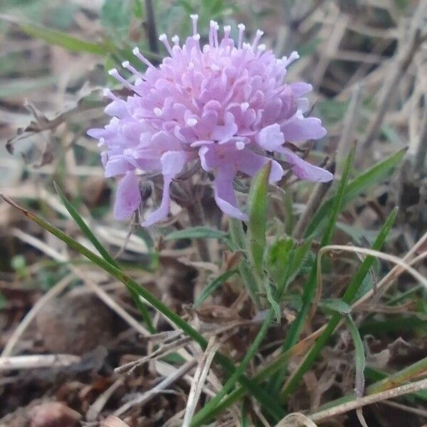 Scabiosa cinerea Blodyn