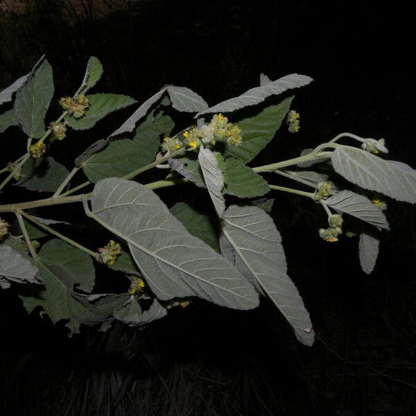 Waltheria indica आदत