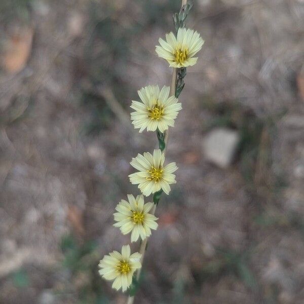 Lactuca saligna Blüte