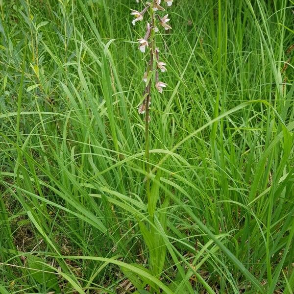 Epipactis palustris Flower