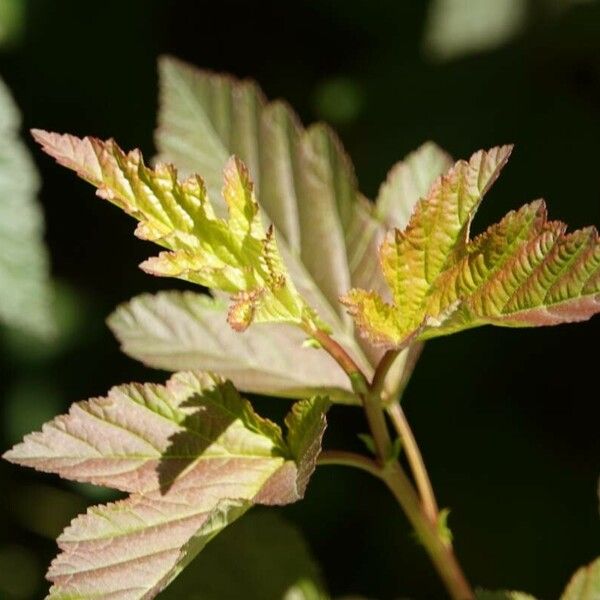 Physocarpus opulifolius 叶