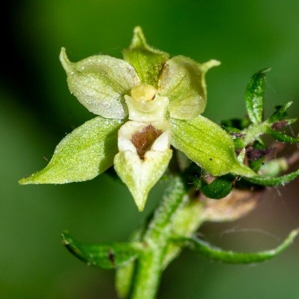 Epipactis albensis Blomma