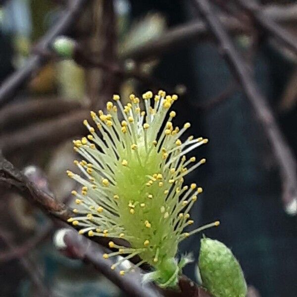 Salix repens Flower