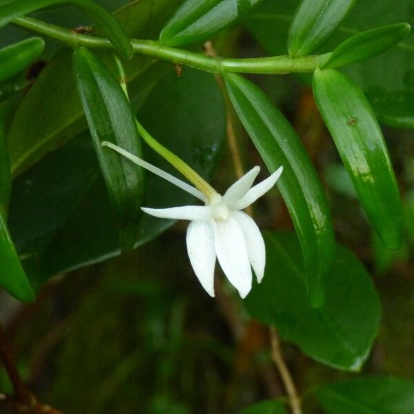 Angraecum ramosum Цветок