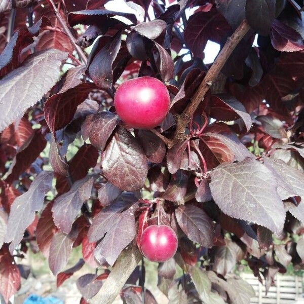 Prunus cerasifera Fruit