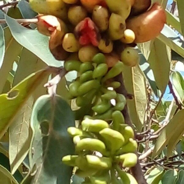 Xylopia aromatica Fruto