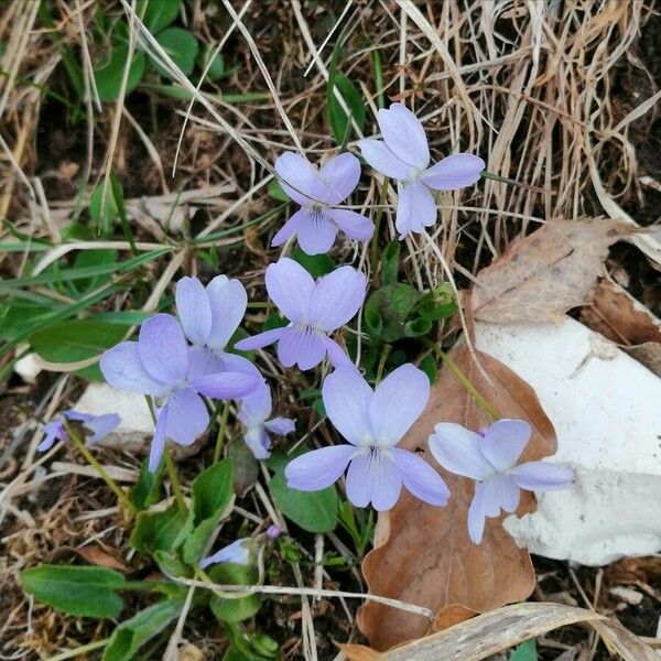 Viola hirta Floro