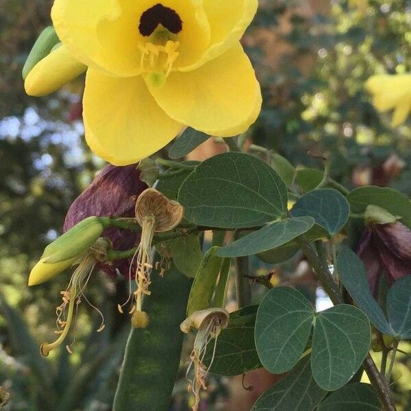 Bauhinia tomentosa Flor