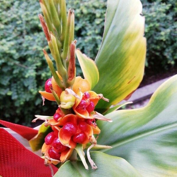 Hedychium gardnerianum Frukto