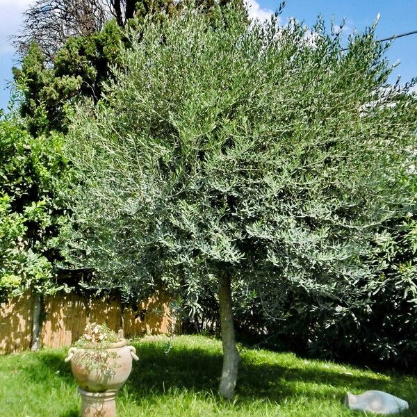 Olea europaea 葉