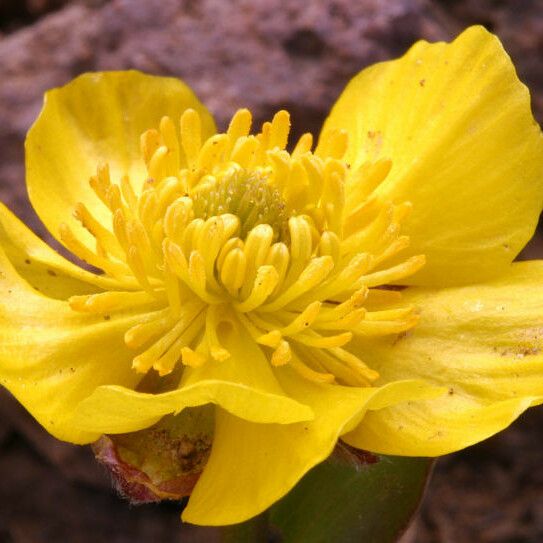 Ranunculus eschscholtzii Flower