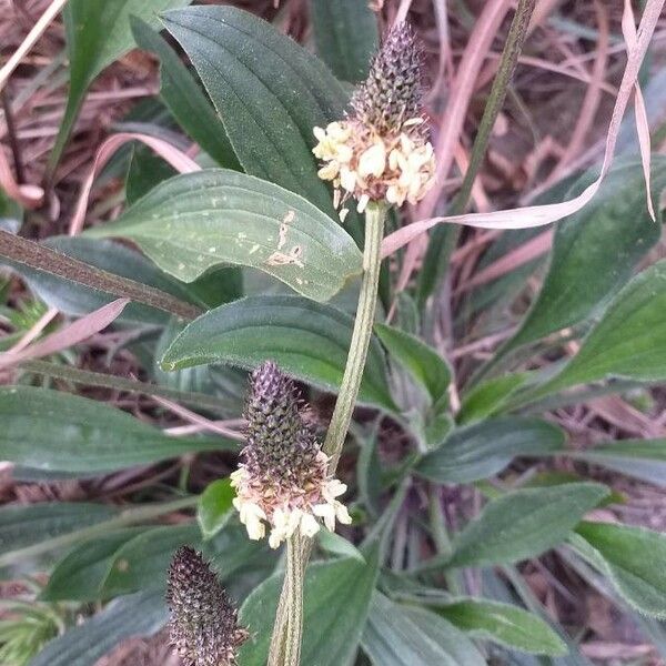 Plantago lanceolata Квітка