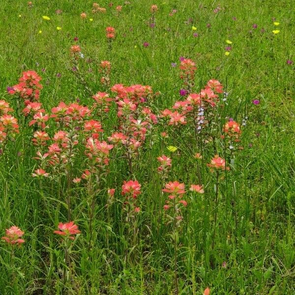 Castilleja indivisa 花