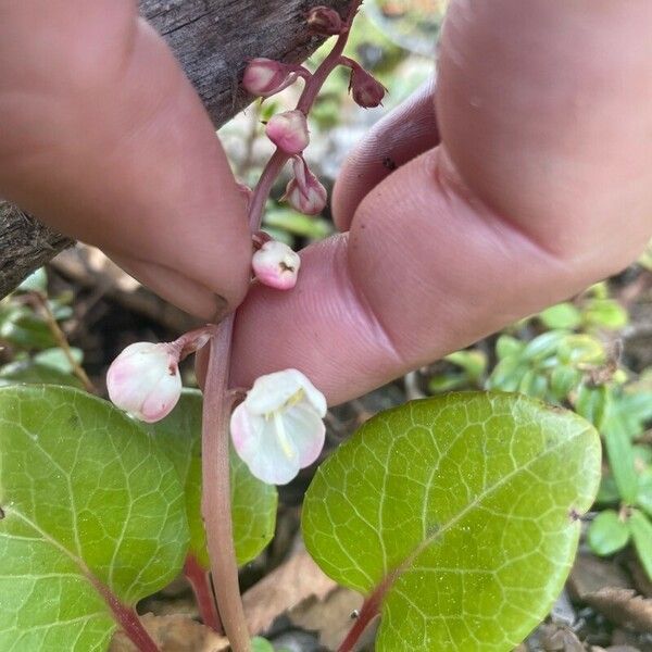 Pyrola asarifolia Flower