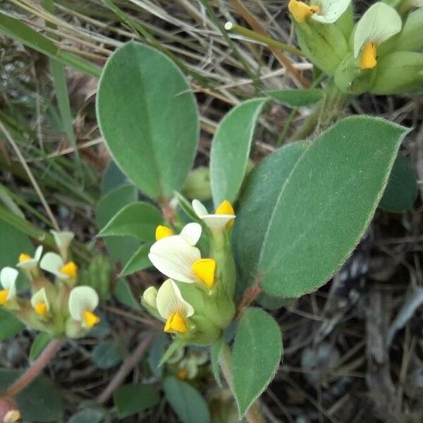 Tripodion tetraphyllum फूल