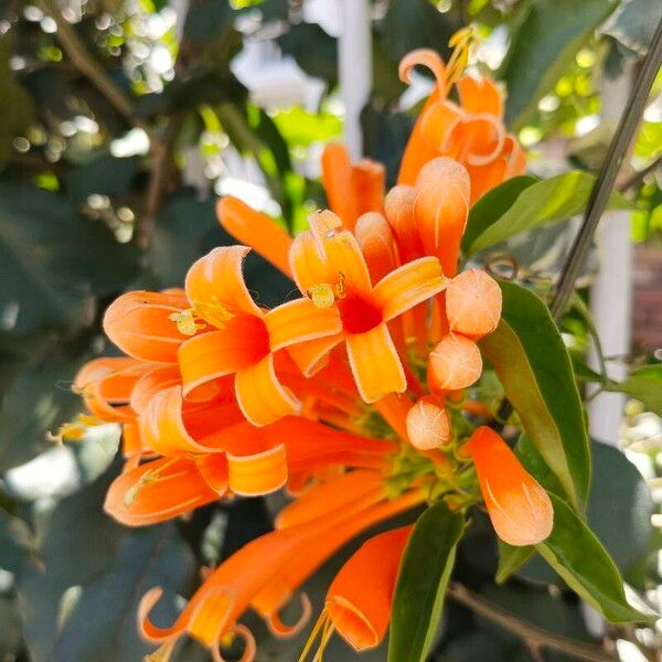 Pyrostegia venusta Blomst