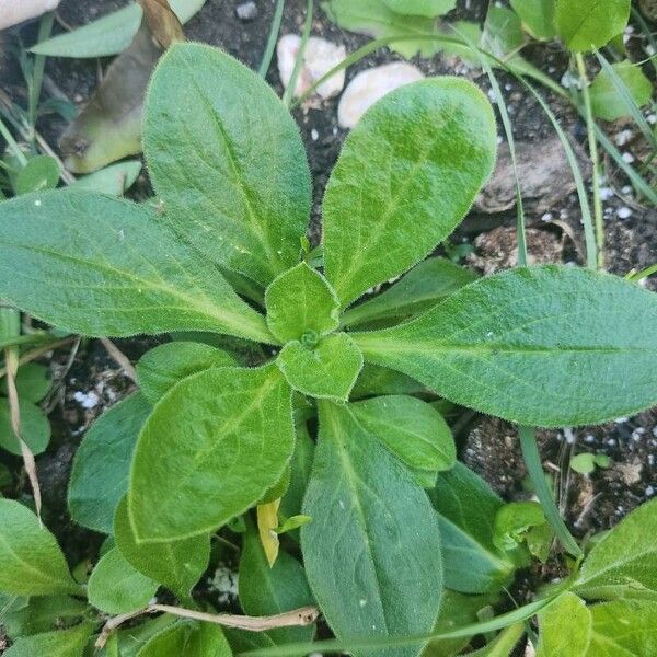 Bellis sylvestris Leaf