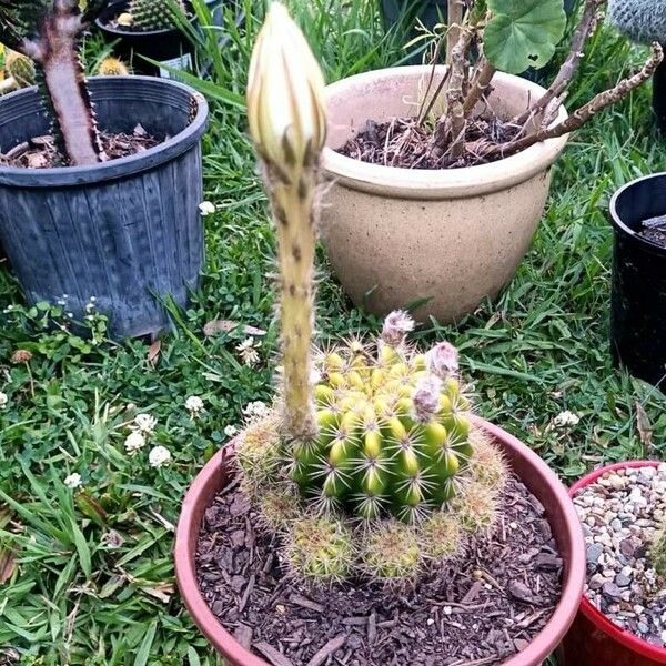 Echinopsis eyriesii 葉