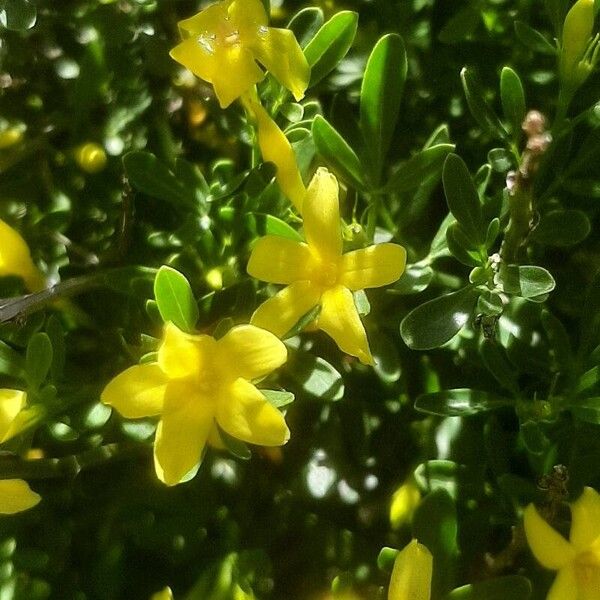 Chrysojasminum fruticans Flor