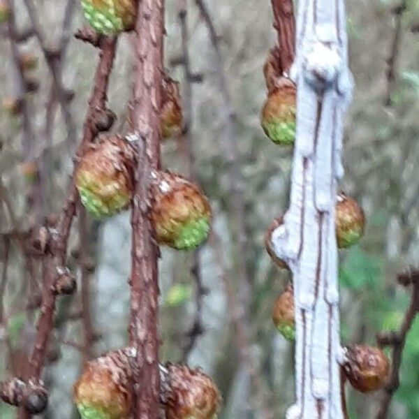 Larix laricina List