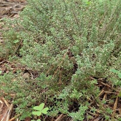 Thymus vulgaris Leaf