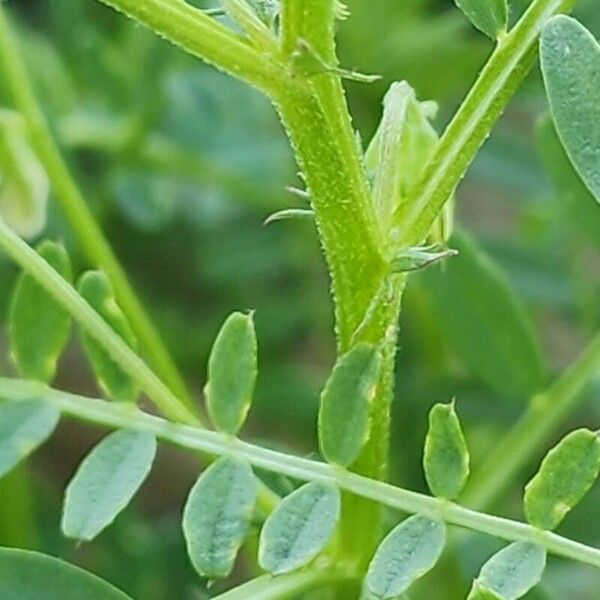 Vicia ervilia बार्क (छाल)