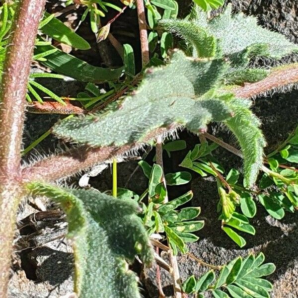 Tridax procumbens Листок