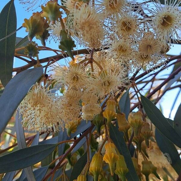Eucalyptus torquata 花
