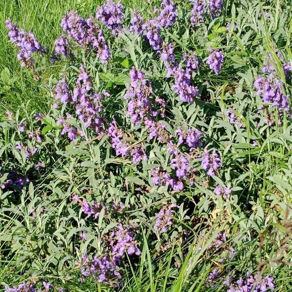 Salvia officinalis Vekstform