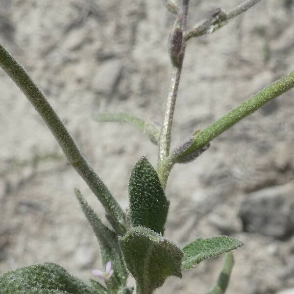 Strigosella africana Blad