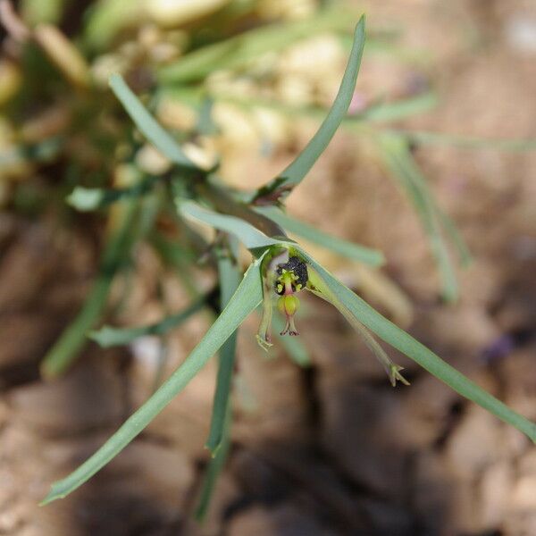 Euphorbia calyptrata फूल