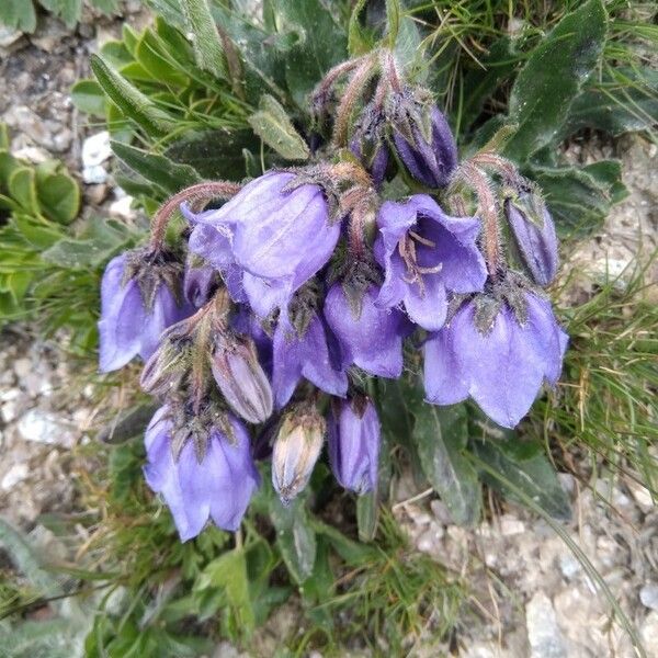 Campanula alpina Flower