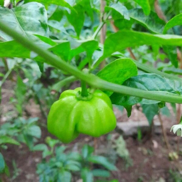 Capsicum chinense ফল