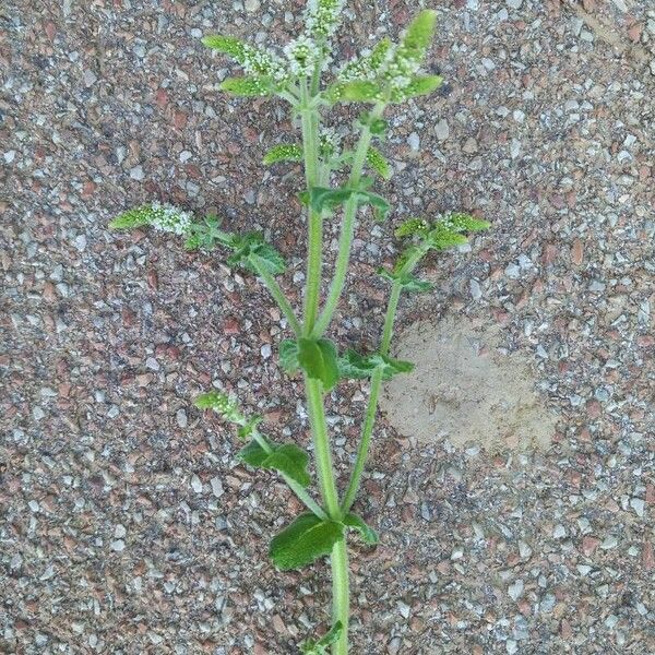 Mentha suaveolens Blomma