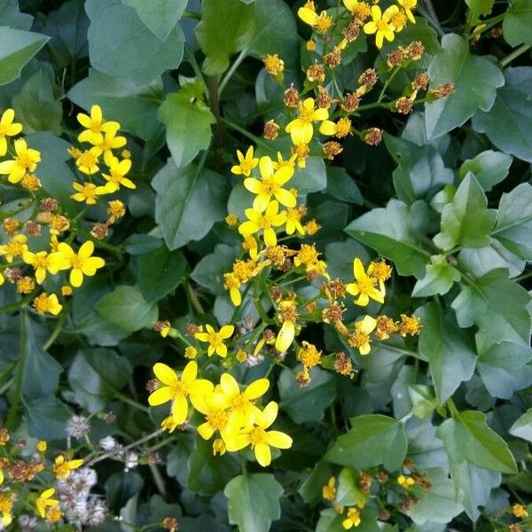 Senecio angulatus Flower